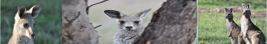 Collage of Kangaroos