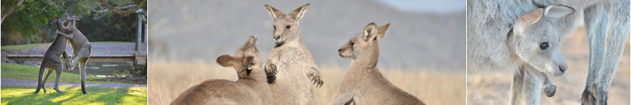 Collage of Kangaroos