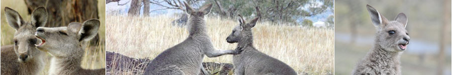 Collage of Kangaroos