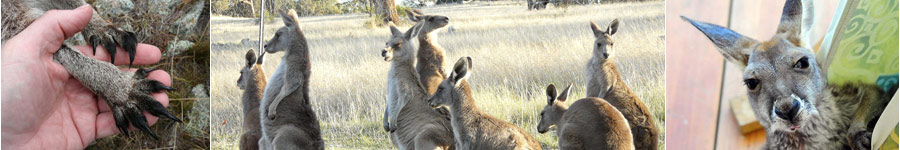 Collage of Kangaroos