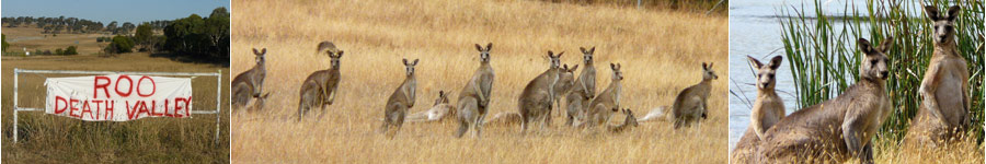 Lest we forget the Belconnen Kangaroos who were needlessly slaughtered here in 2008 by the ACT Government's policies.