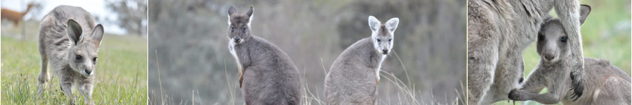 Collage of Kangaroos