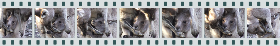 Collage of Kangaroos