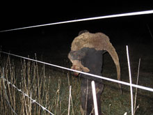 2012-ask-activist-carrying-joey