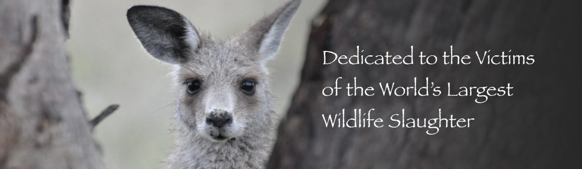 Australian Grey Kangaroos are the victims of the world largest wildlife slaughter