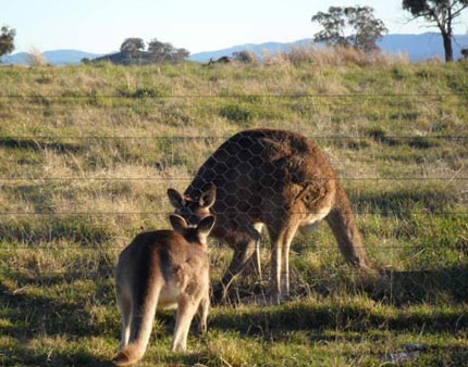 kangaroo father and son reaching out to each other