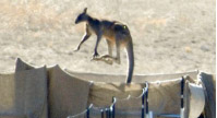 Millions of kangaroos slaughtered in Victoria. This roos is trying to jump the fence to escape the killing pens.