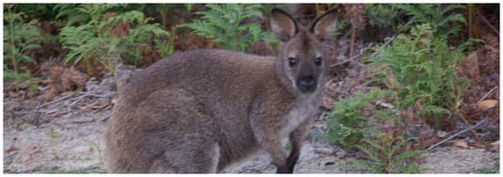 bennett wallaby on Maria Island massacre