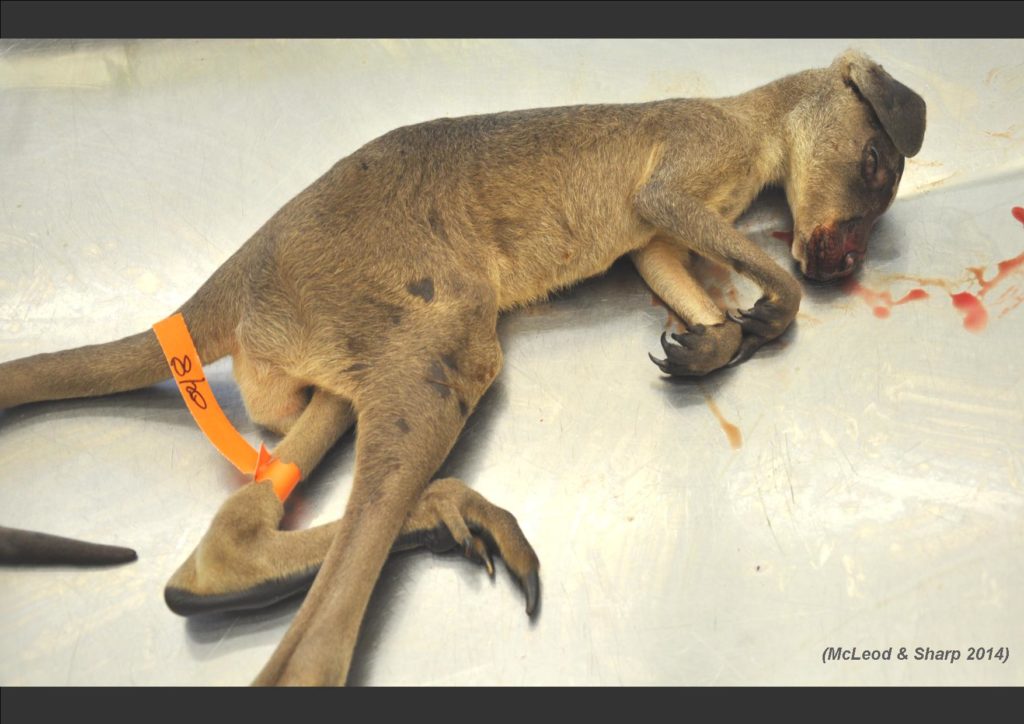 cruelty to baby kangaroo bludgeoned to death by hunters