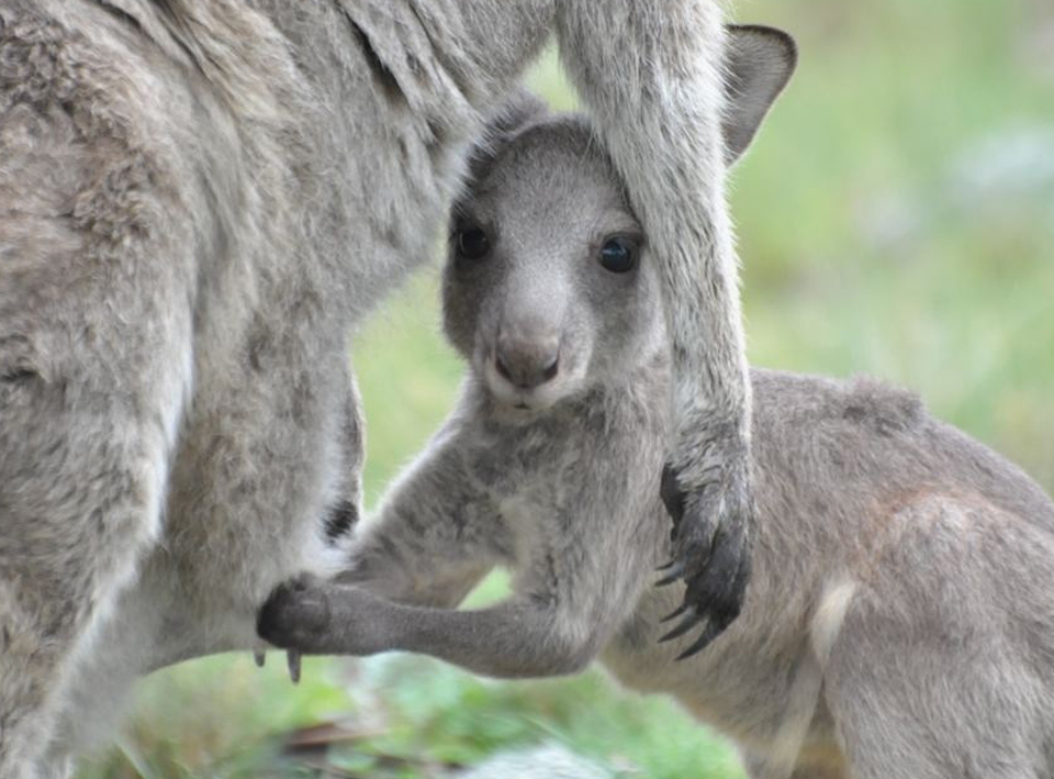 Everglade Eastern Grey Kangaroo Joey hanging onto mums pouch in Australia ASK