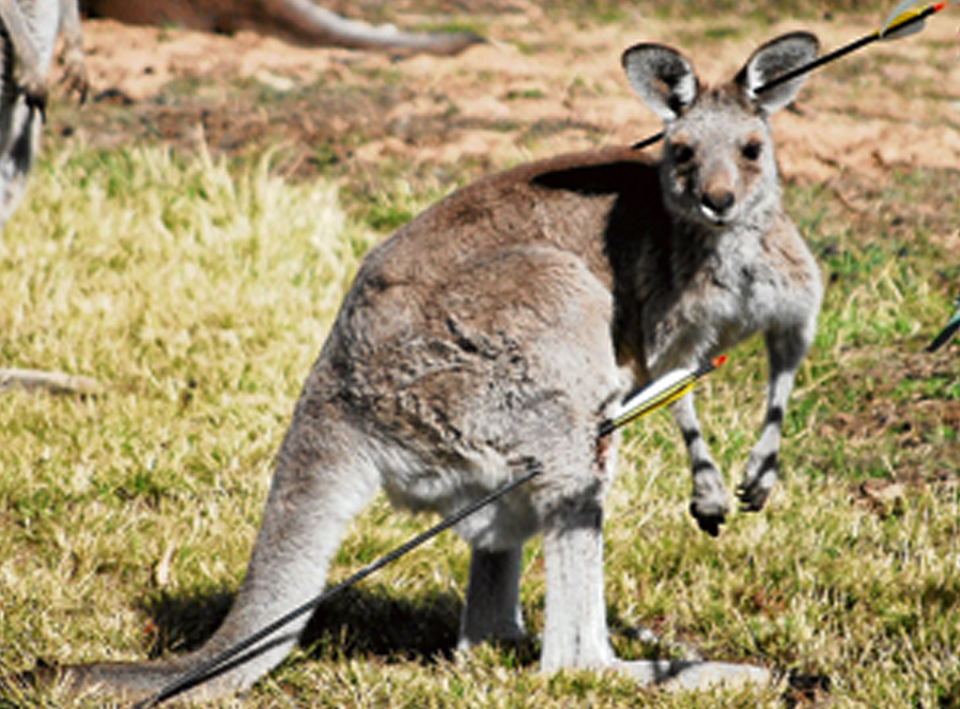 Shocking Cruelty and Mistreatment of Kangaroos with arrow in head and leg