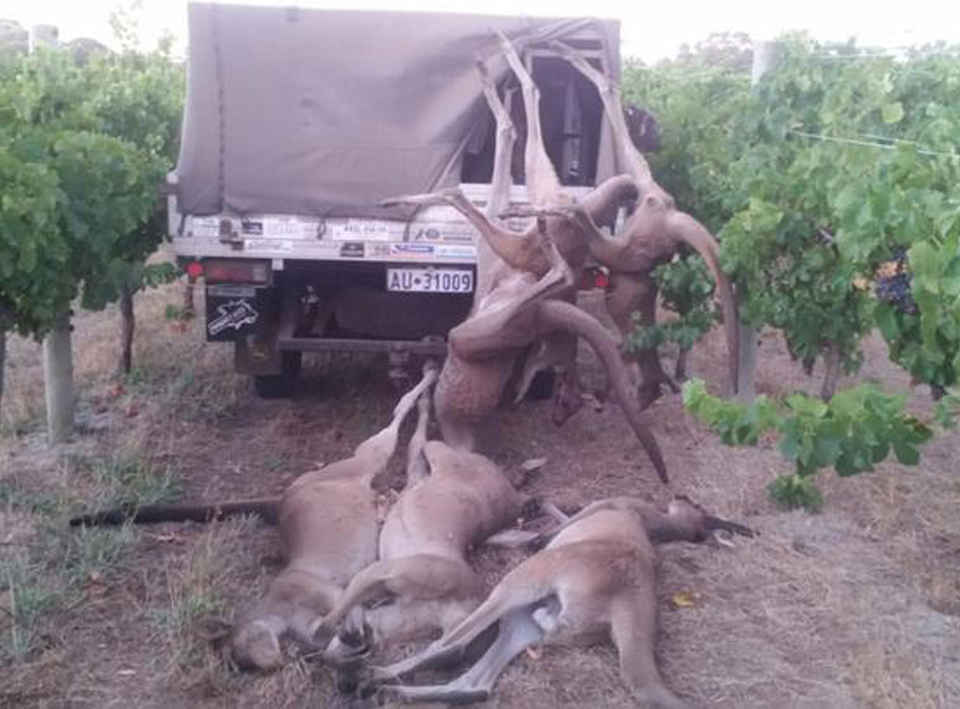 Margaret River Winery Kangaroo Slaughter, Death Cull Western Australia