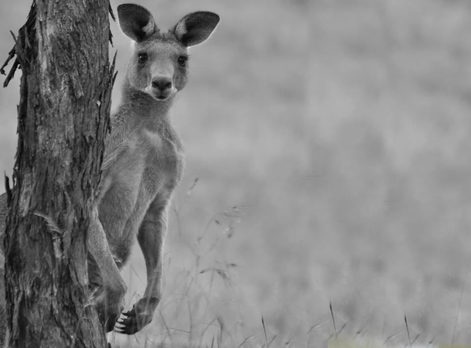 Wildboy Australian Kangaroo, Help Us to Save our Roos ASK