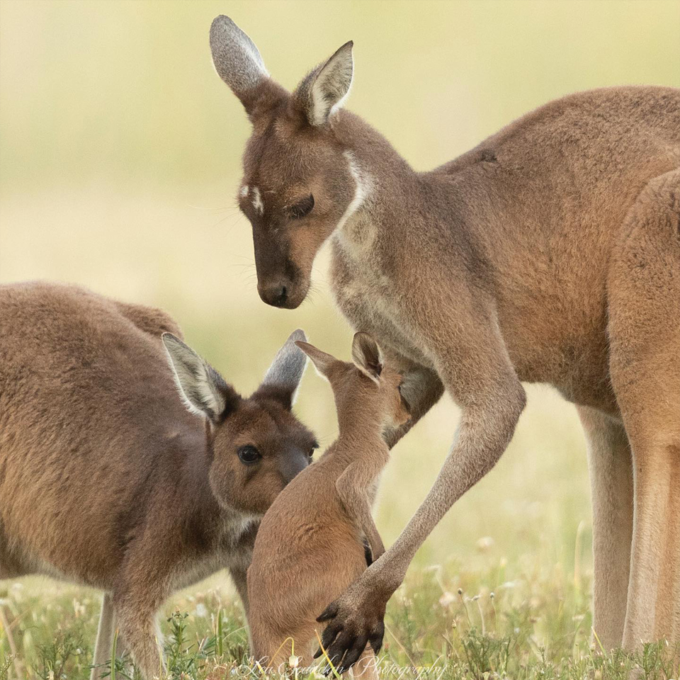 Kangaroo Families love, Help save our eastern grey and red kangaroos in Australia