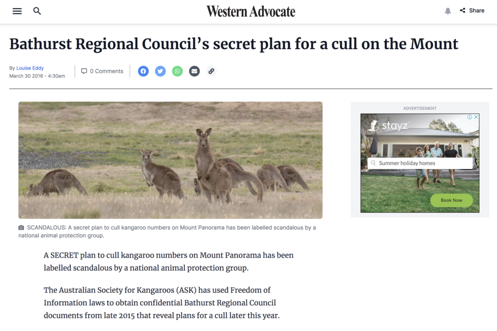 Bathurst races kangaroo cull