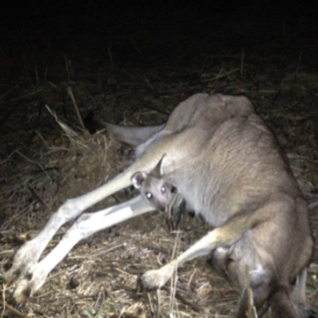 Kangaroos Bayles Fauna Park near Koo Wee Rup were on death row at over 100 Eastern Greys, now relocated Little Urchins Wildlife Sanctuary