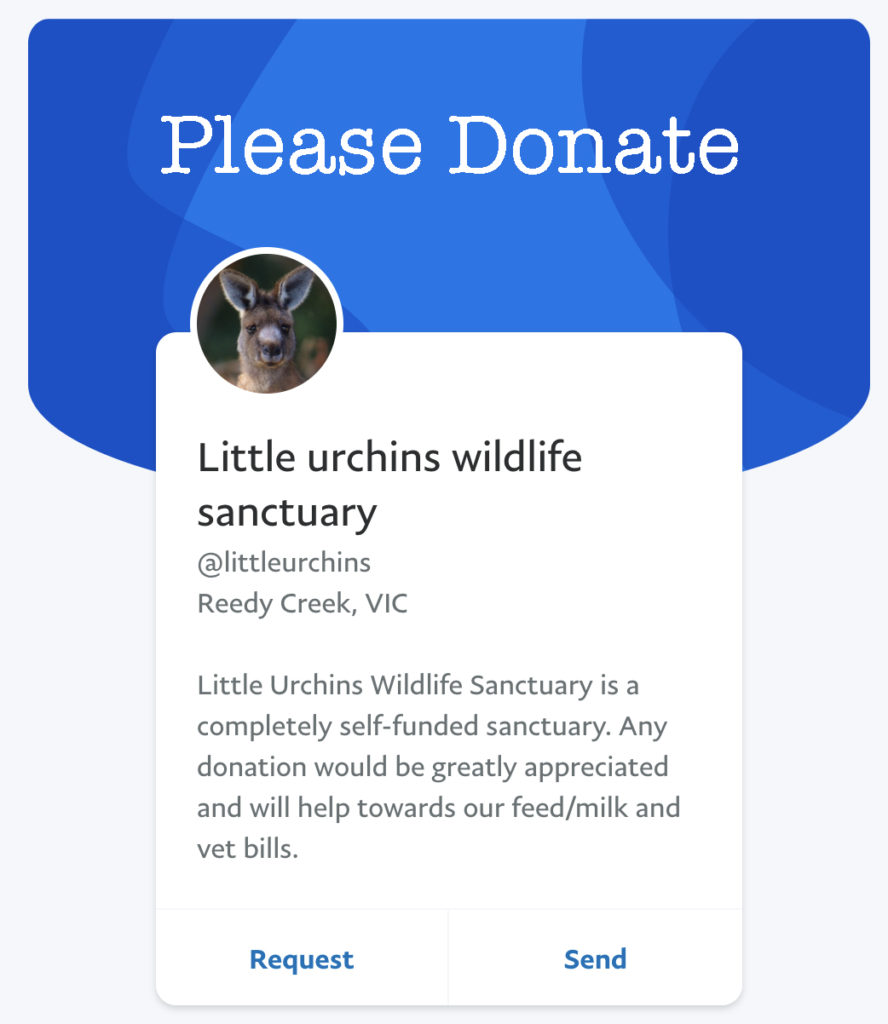 Donate to Little Urchins Wildlife Sanctuary saving kangaroos