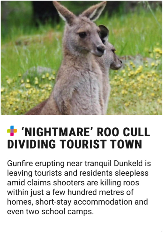 At the foot of the Grampians in Dunkeld, North West Victoria, kangaroo massacres continue