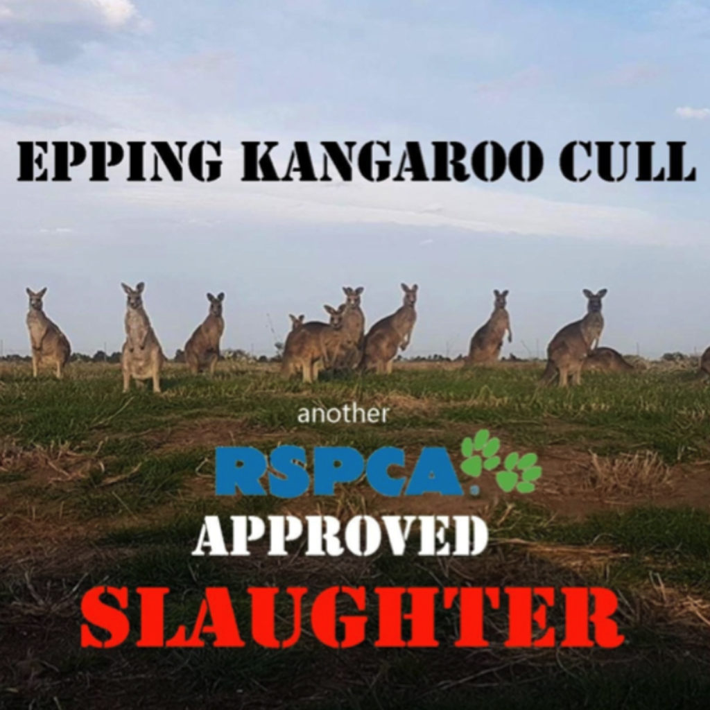 Epping Roos saved from cull, RSPCA Approved Slaughter Melbourne Victoria