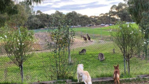 Kinley Kangaroos Safe for the Moment 2020 campaign to save Australian Roos