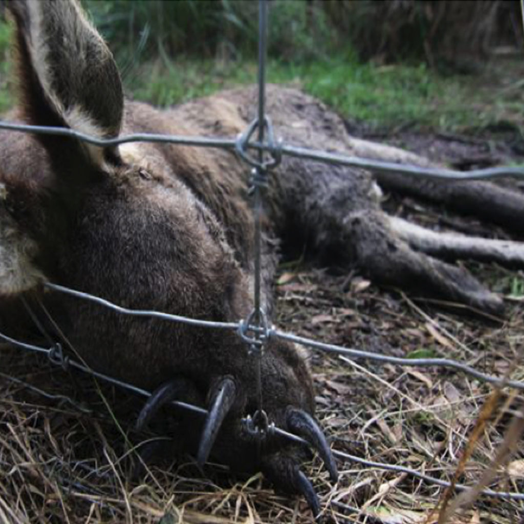 Mornington kangaroo massacre - The Department of Environment has issued a permit to shoot an unknown number of eastern greys on a property at Cape Schanck.