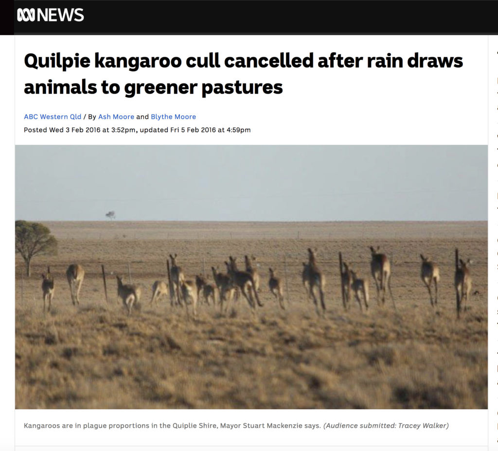 Quilpie 1000 kangaroos saved, Quilpie council willing to shoot up to 1000 kangaroos seeking refuge from the drought in township 2016