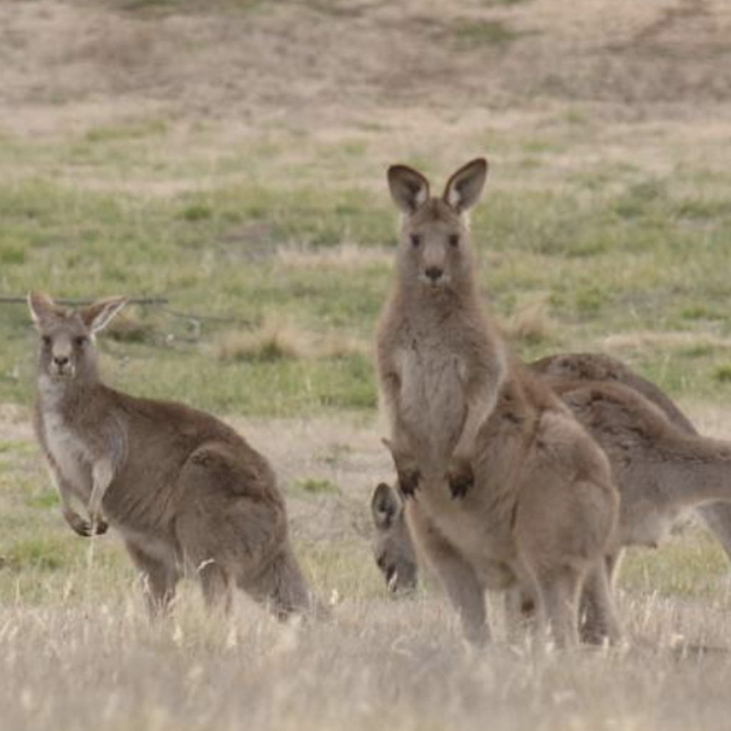 Bathurst Regional Council to do secret cull of local kangaroos