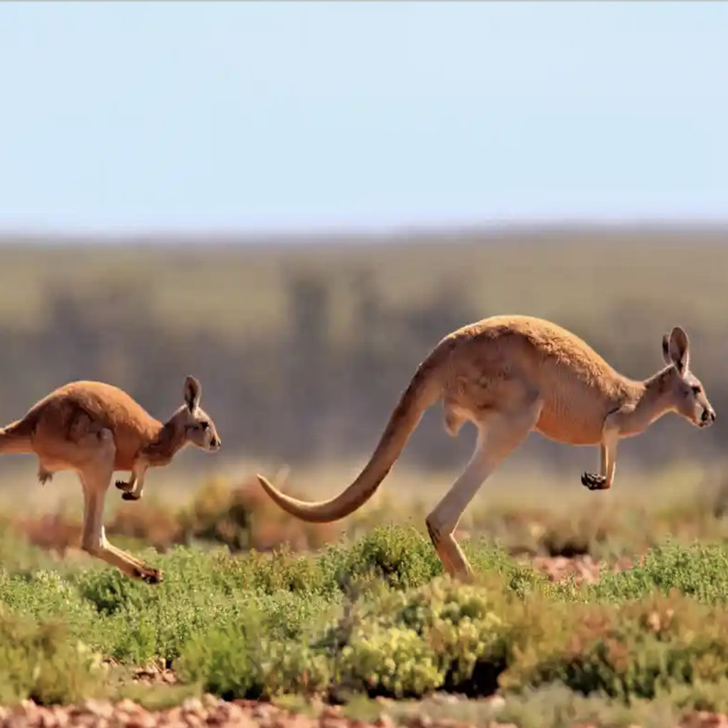 Ban on kangaroo products into California United States was reinstated in 2016. A huge win for this cause as Californians want to save roos.