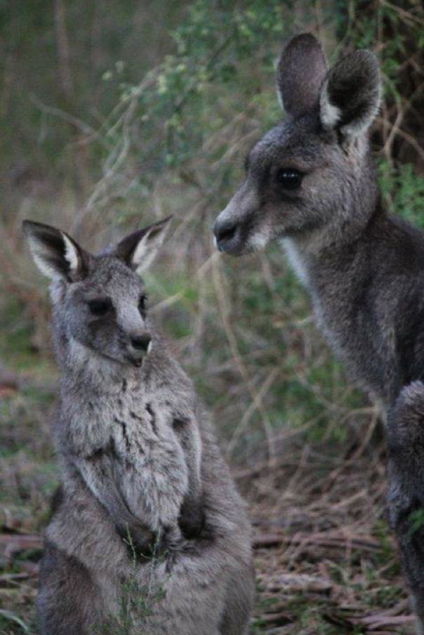 Gresswell Reserve Rescue 50 Eastern Grey kangaroos and their joeys set to be killed by Parks Victoria