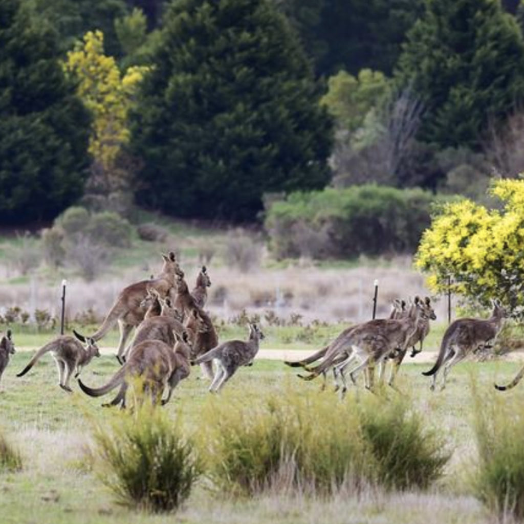 Victorian Govt set to slaughter all kangaroos from public land going by their permits to kill Red, Western Grey and Eastern Grey kangaroos