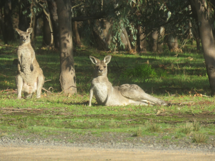 Woodlands mob of kangaroos secretly killed by Parks Victoria, slaughtering our national icon 2018