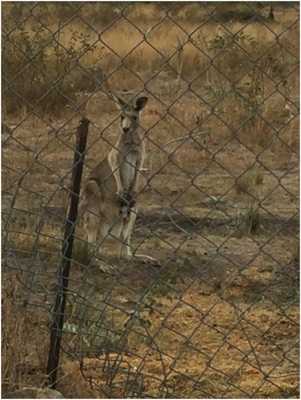 Kangaroo with Joey in pouch - Epping Cedar Woods Kangaroo mob, After yrs of protection behind Epping Market, developers moved in and dispersed small mob to their deaths