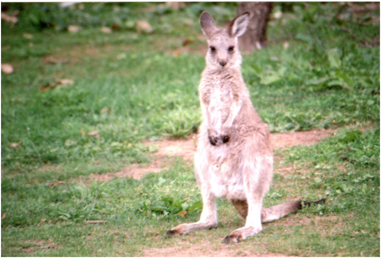 This orphaned baby was rescued from Mount Panorama in the days following the massacre in 2008 when Bathurst Regional Council shot 140 kangaroos and their joeys for their annual car race.