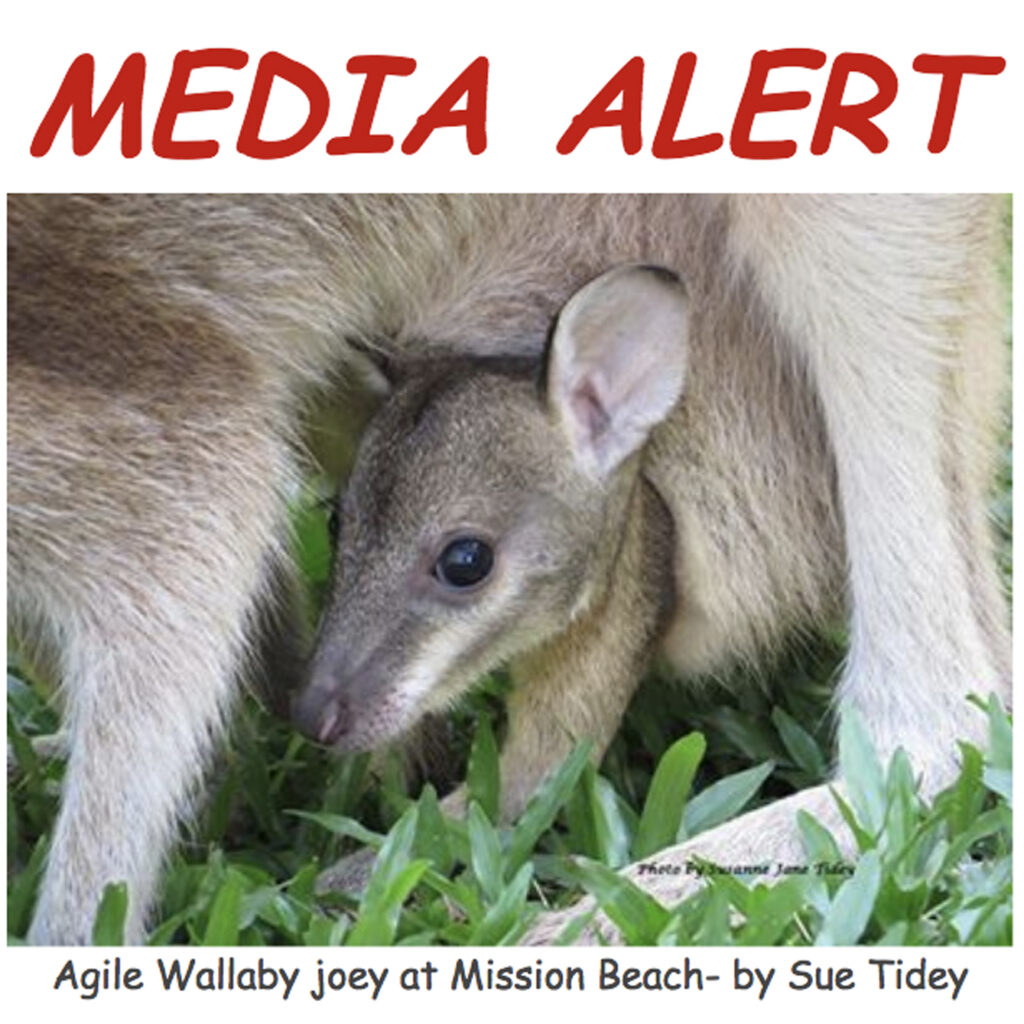 Media Alert Agile Wallaby Mission Beach PR