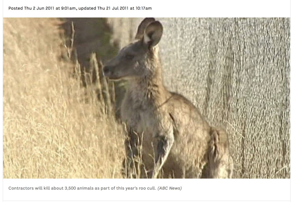 ACT government prepares to kill another 3,427 kangaroos and their joeys in Canberra Nature Parks today, the RSPCA is supporting a massacre