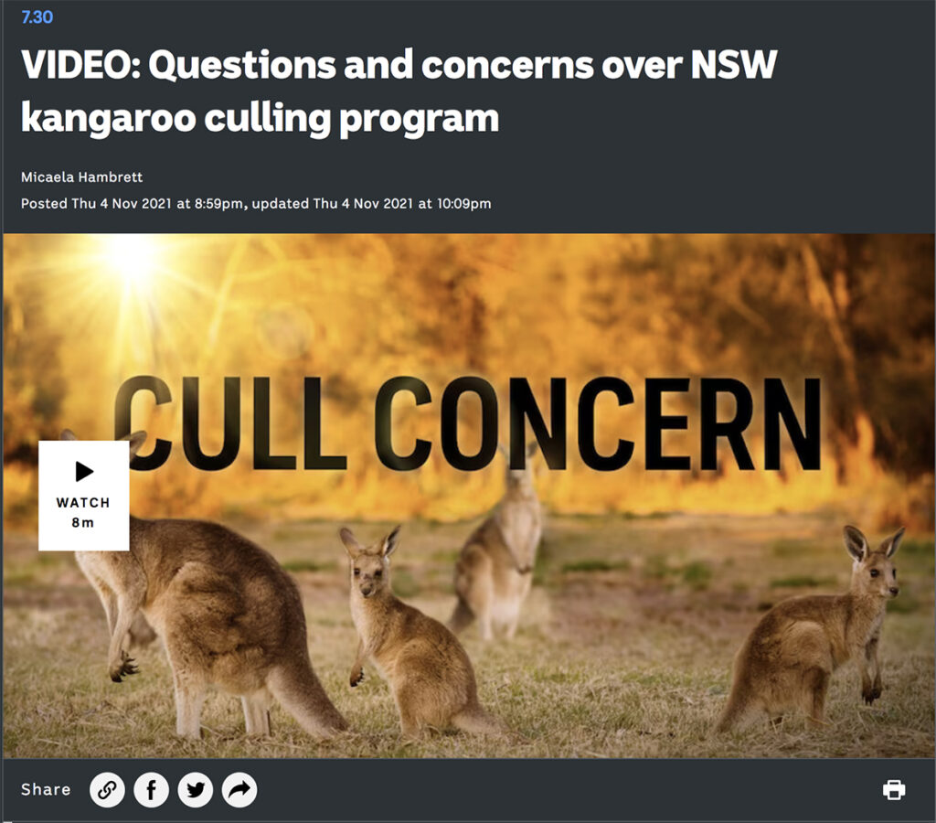 Questions and concerns over NSW kangaroo culing program - ABC news video