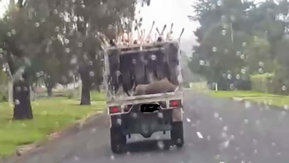 shocked to see a uncovered ute full of kangaroos hanging up and one big kangaroo dead flopping around on the tray (not tied down)