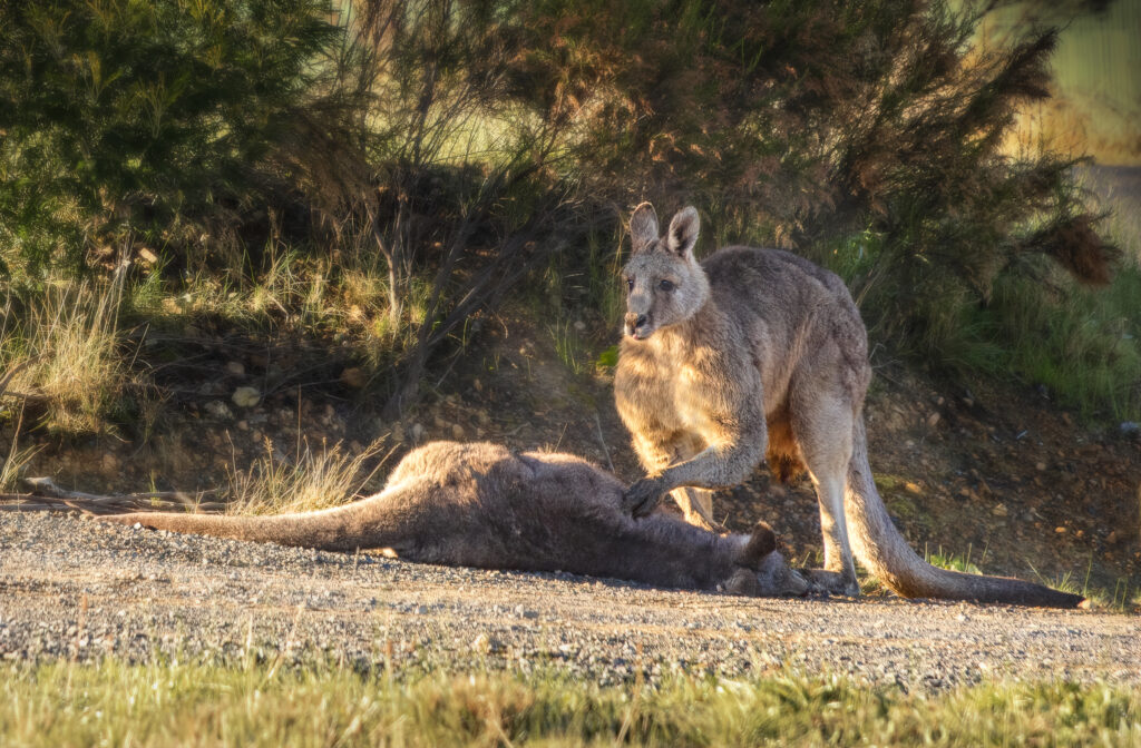 Heart breaking image of a kangaroo grieving for his mate. Rescuers observed male stroking the female clearly distraught over her loss