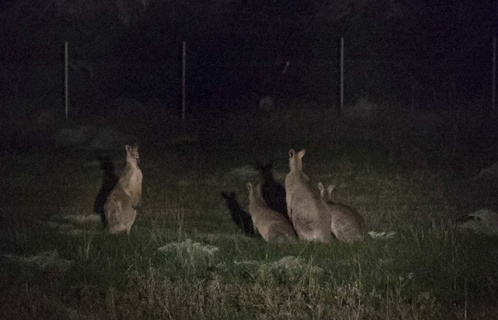 Activists halt secret government kangaroo cull in Melbourne 2017 receiving a tip off from distressed caller who phoned Friday evening re kill