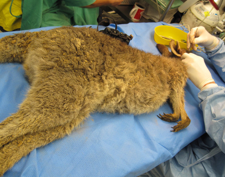 Autopsy on Roo, Extreme cruelty in Canberra Kangaroo Culls 2012, death pit at Goorooyarroo Nature Reserve during this years Canberra kangaroos slaughtered