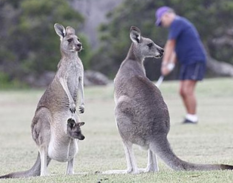 Internal defence documents expose blood bath during secret kangaroo culling, 20 May 2014 Victoria Australia