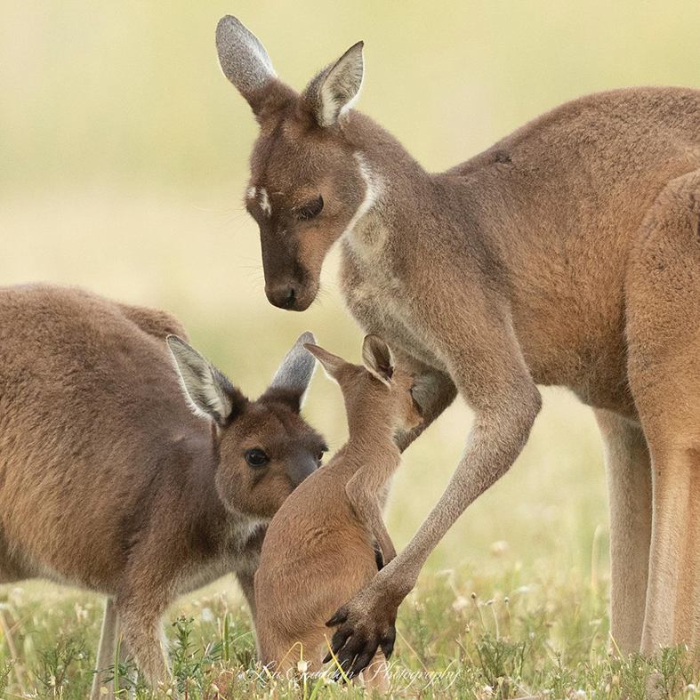 Kangaroo families survive with strong social bonds, love and care