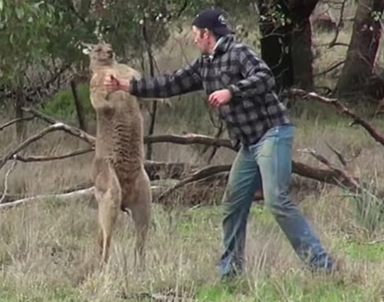 2016 Roo Puncher Cruel Killer. Taronga Zoo keeper Greig Tonkins filmed punching a kangaroo has exposed as a cruel and sadistic hunter