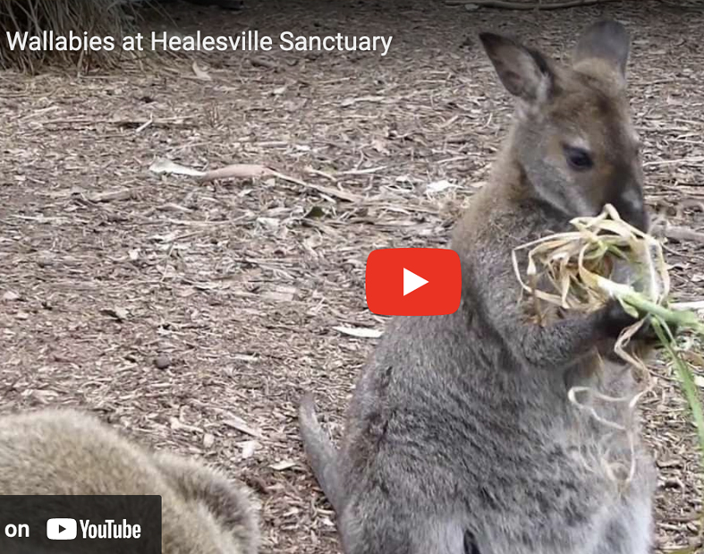 Healesville Sanctuary near Melbourne has denied media statements that it planned to slaughter countless swamp wallabies at Coranderrk Bush