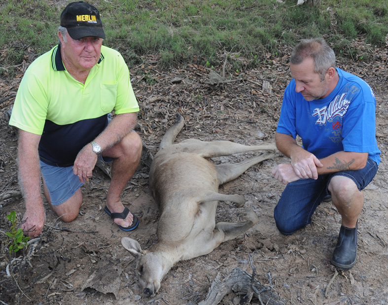 Booral residents outraged over lack of action by RSPCA barbaric and illegal shooting of over 20 kangaroos and joeys, by QLD Police Officer