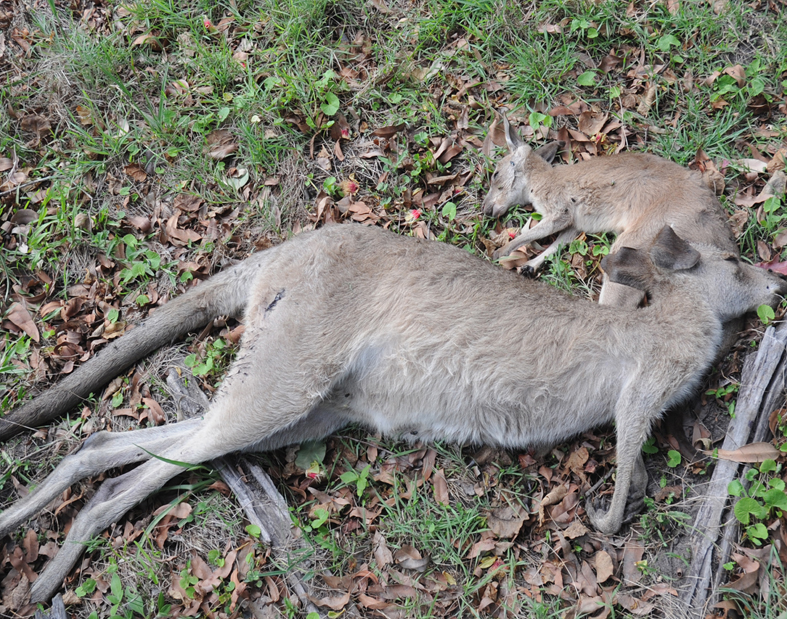 Booral residents outraged over lack of action by RSPCA barbaric and illegal shooting of over 20 kangaroos and joeys, by Queensland Police Officer