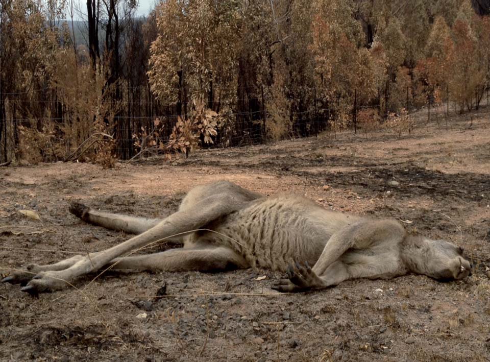 Kangaroo killed in bushfires, wildlife rescuers blocked from entering fireground to save wildlife in 2019 fires