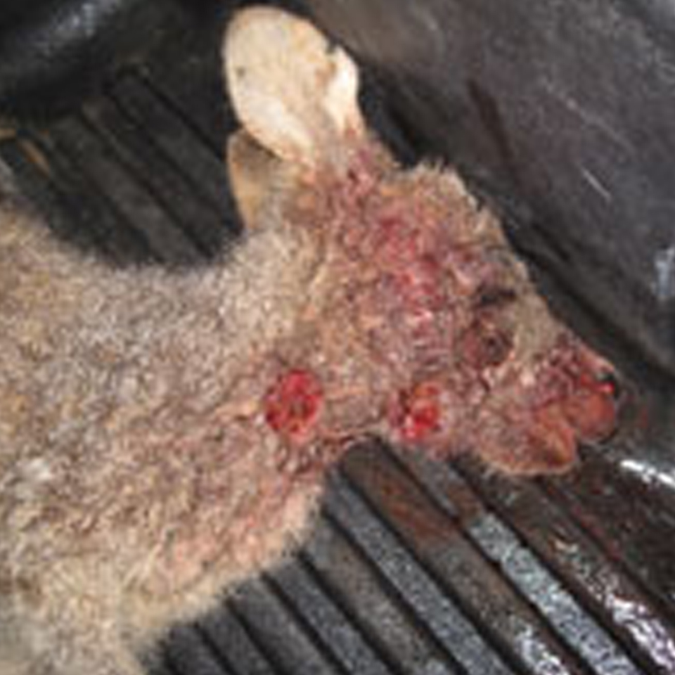 Baby kangaroo joey brutally bashed to death in Canberra 2012 during wildlife massacre