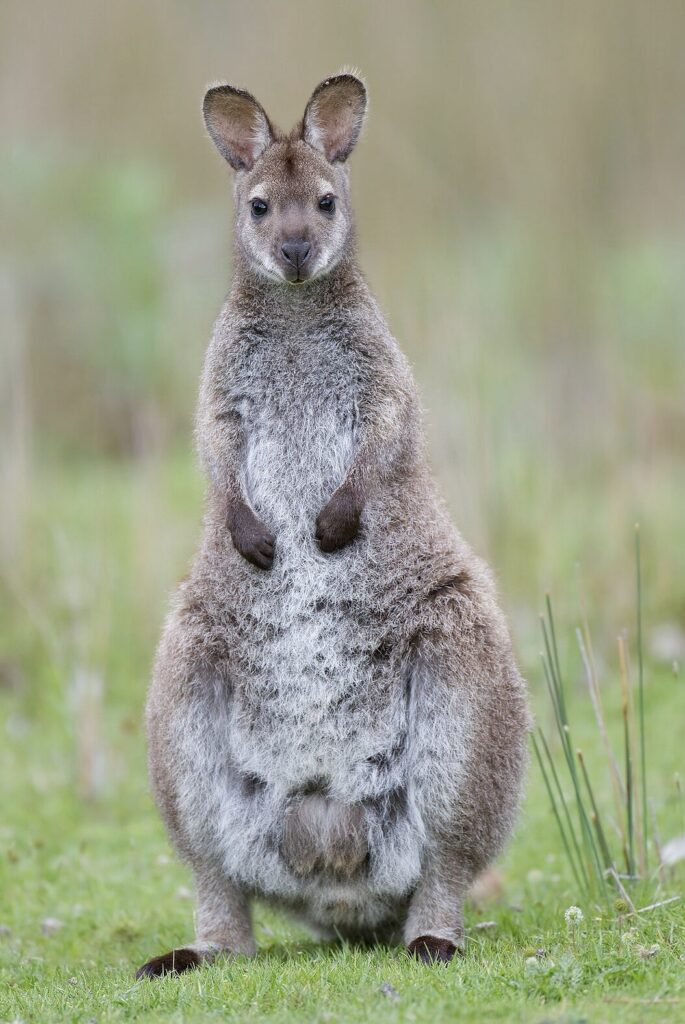 Red necked Bennett's wallaby Tasmania courtesy of en.wikipedia.org/wiki/Red-necked_wallaby